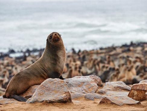 A Découvrir en Namibie - Cape Cross