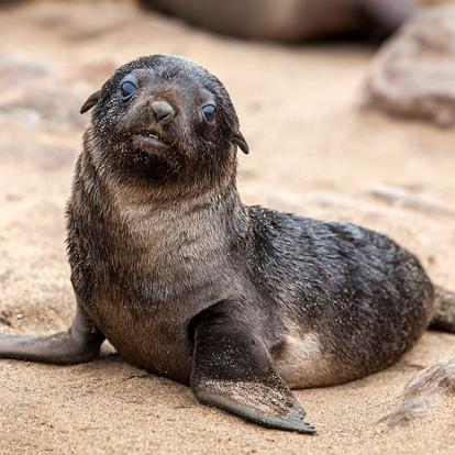 A Découvrir en Namibie - Cape Cross
