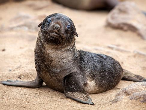 A Découvrir en Namibie - Cape Cross