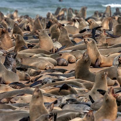 A Découvrir en Namibie - Cape Cross