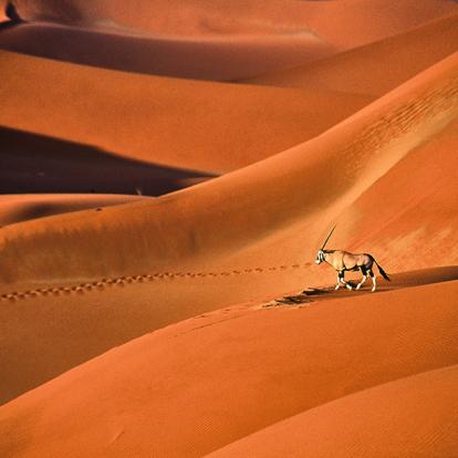 Oryx Gazella Marche Sur De Magnifiques Dunes De Sable Rouge Dans Le Désert Du Namib A Découvrir en Namibie - Le Désert du Namib