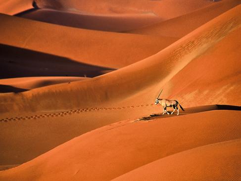 Oryx Gazella Marche Sur De Magnifiques Dunes De Sable Rouge Dans Le Désert Du Namib A Découvrir en Namibie - Le Désert du Namib