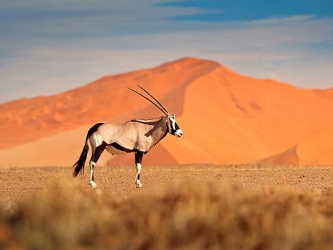 A Découvrir en Namibie - Les Dunes de Sossusvlei
