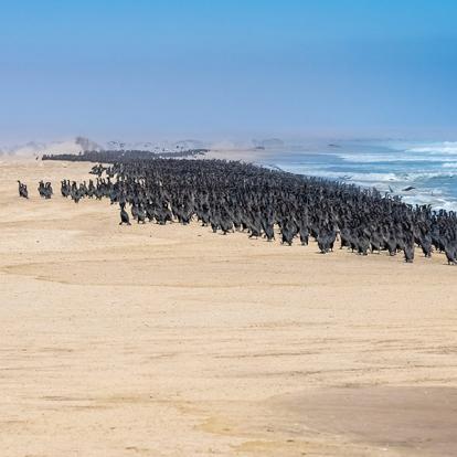 Skeleton Coast A Découvrir en Namibie - La Côte des Squelettes