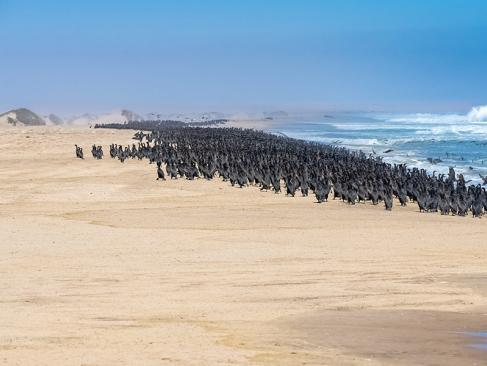 Skeleton Coast A Découvrir en Namibie - La Côte des Squelettes