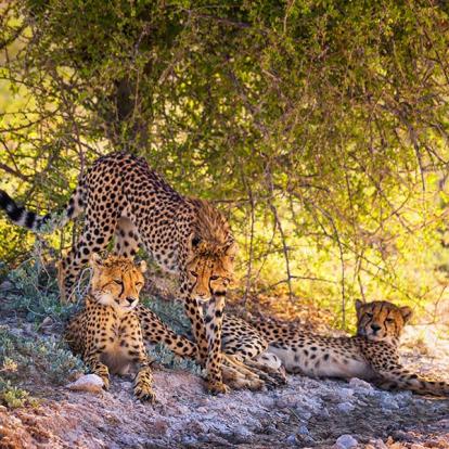 A Découvrir en Namibie - Parc National d'Etosha