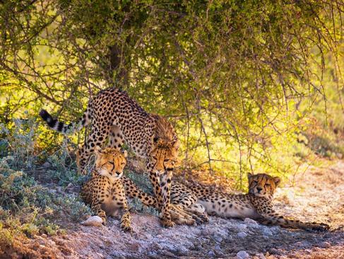 A Découvrir en Namibie - Parc National d'Etosha