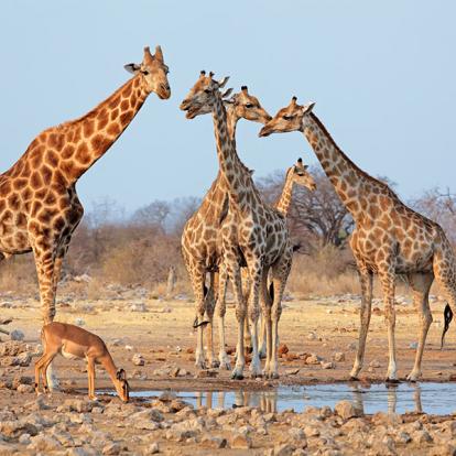 A Découvrir en Namibie - Parc National d'Etosha