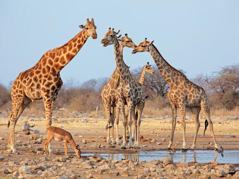 A Découvrir en Namibie - Parc National d'Etosha