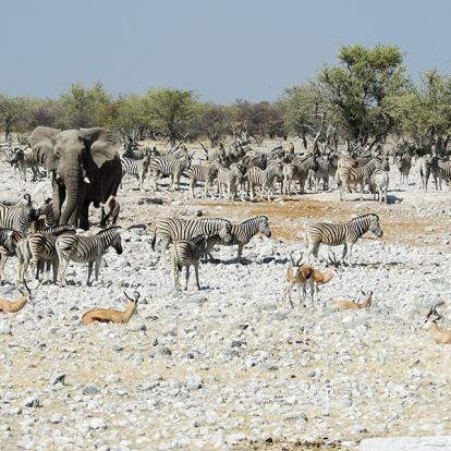 A Découvrir en Namibie - Parc National d'Etosha