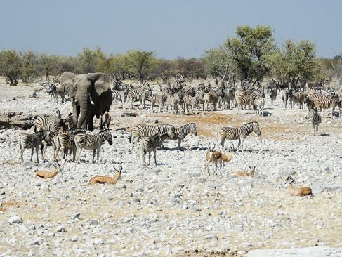 A Découvrir en Namibie - Parc National d'Etosha