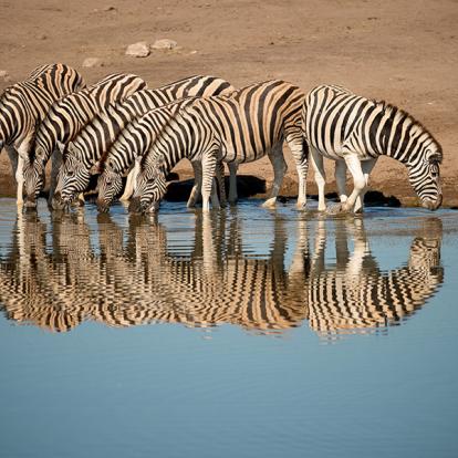 A Découvrir en Namibie - Parc National d'Etosha
