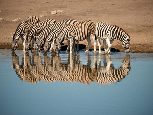 A Découvrir en Namibie - Parc National d'Etosha