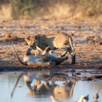 A Découvrir en Namibie - Parc National d'Etosha