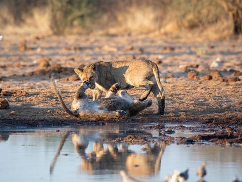 A Découvrir en Namibie - Parc National d'Etosha