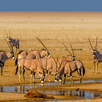 A Découvrir en Namibie - Parc National d'Etosha