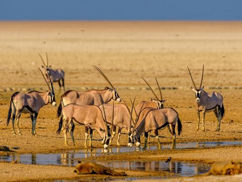 A Découvrir en Namibie - Parc National d'Etosha