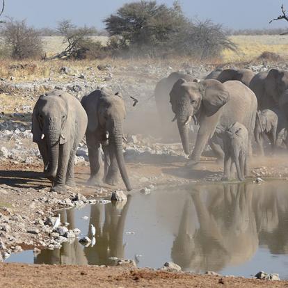A Découvrir en Namibie - Parc National d'Etosha