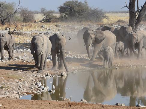 A Découvrir en Namibie - Parc National d'Etosha