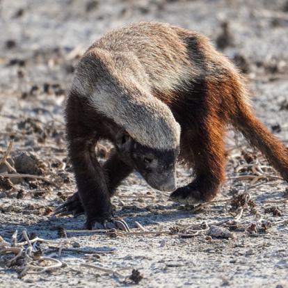 A Découvrir en Namibie - Parc National d'Etosha