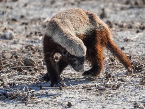 A Découvrir en Namibie - Parc National d'Etosha