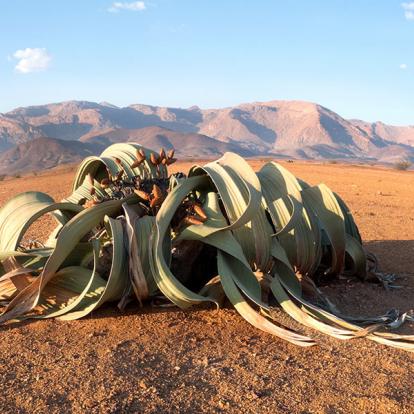 A Découvrir en Namibie - Les Roches rouges du Damaraland