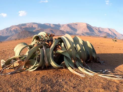 A Découvrir en Namibie - Les Roches rouges du Damaraland