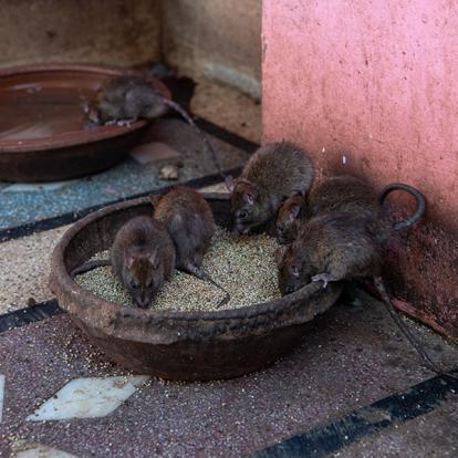 A Découvrir en Inde - Le Temple de Karni Mata (Temple des Rats)