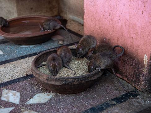 A Découvrir en Inde - Le Temple de Karni Mata (Temple des Rats)