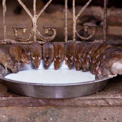 A Découvrir en Inde - Le Temple de Karni Mata (Temple des Rats)