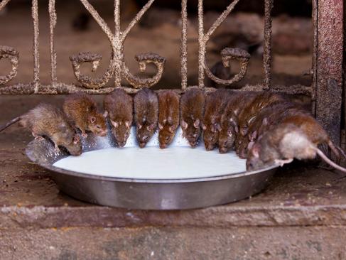 A Découvrir en Inde - Le Temple de Karni Mata (Temple des Rats)