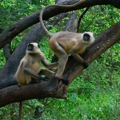 A Découvrir en Inde - Alwar