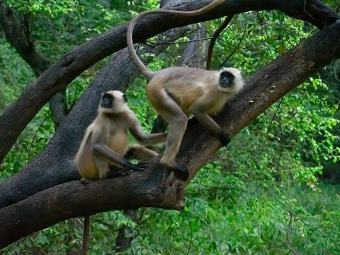 A Découvrir en Inde - Alwar