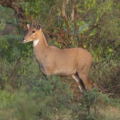 A Découvrir en Inde - Alwar