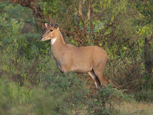 A Découvrir en Inde - Alwar