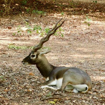 A Découvrir en Inde - Chennai (ex-Madras)