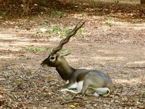 A Découvrir en Inde - Chennai (ex-Madras)