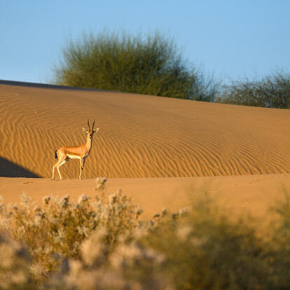 A Découvrir en Inde - Le Désert du Thar