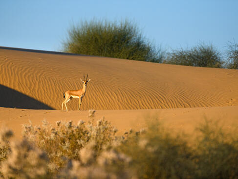 A Découvrir en Inde - Le Désert du Thar