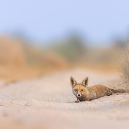 A Découvrir en Inde - Le Désert du Thar