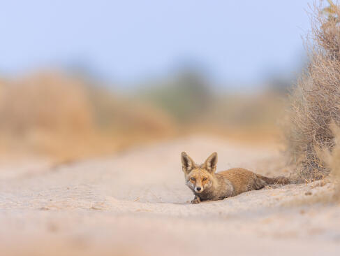 A Découvrir en Inde - Le Désert du Thar