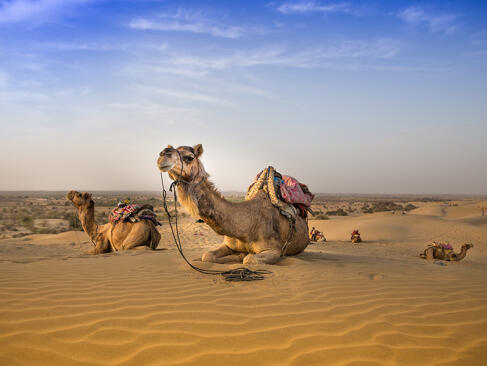 A Découvrir en Inde - Le Désert du Thar