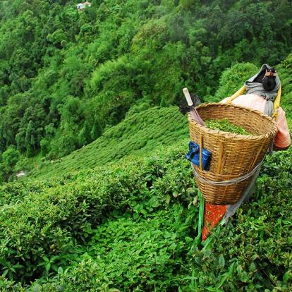 A Découvrir en Inde - Darjeeling