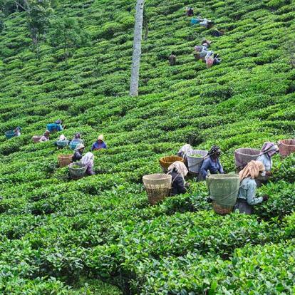 Darjeeling A Découvrir en Inde - Darjeeling