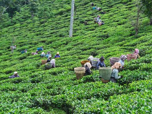 Darjeeling A Découvrir en Inde - Darjeeling