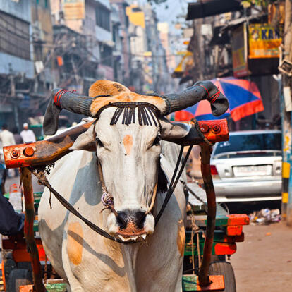 A Découvrir en Inde - New Delhi