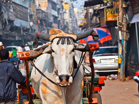 New Delhi A Découvrir en Inde - New Delhi
