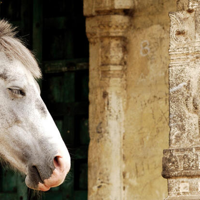 A Découvrir en Inde - Kanchipuram