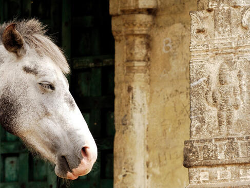 A Découvrir en Inde - Kanchipuram