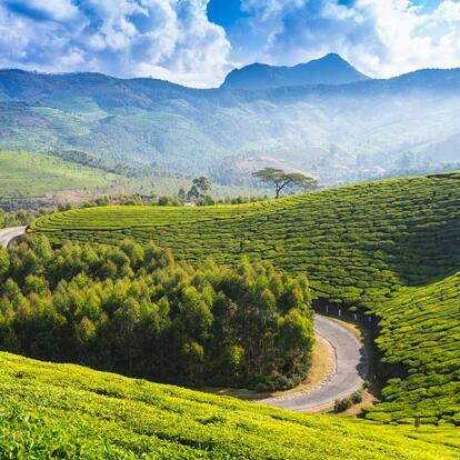 A Découvrir en Inde - Munnar